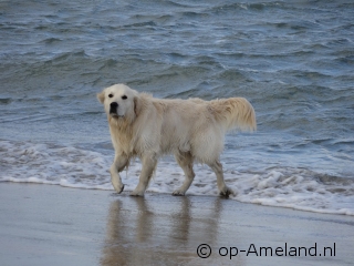 Hond mee naar huisje aan zee