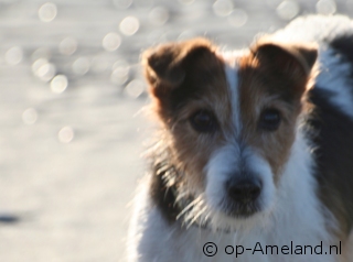 Hond mee naar huisje aan zee